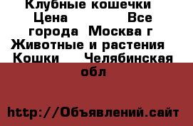 Клубные кошечки › Цена ­ 10 000 - Все города, Москва г. Животные и растения » Кошки   . Челябинская обл.